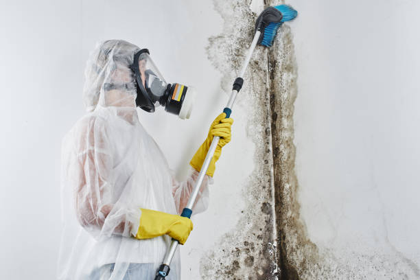 Best Mold Damage Restoration  in Chittenango, NY